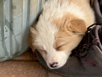 Pure Bred Border Collies