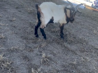 Goat for sale 