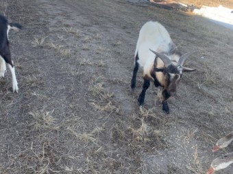 Goat for sale 