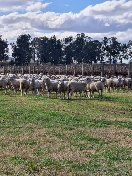 950 First Cross Ewes