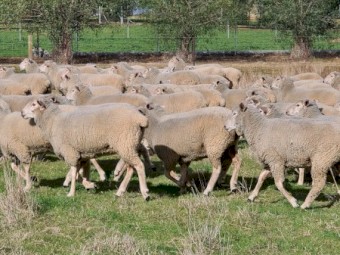 950 First Cross Ewes