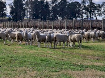 950 First Cross Ewes