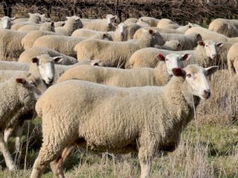 950 First Cross Ewes