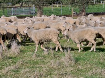 950 First Cross Ewes