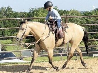 Beginner Quarter horse