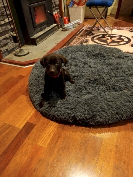 Excellent working dog pups