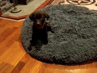 Excellent working dog pups