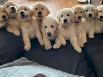 Golden retriever puppies for sale