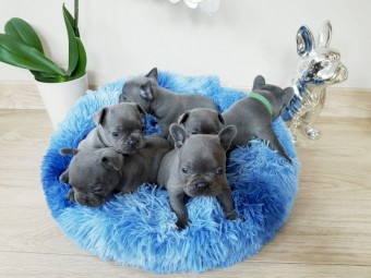 French Bulldog puppies for adoption