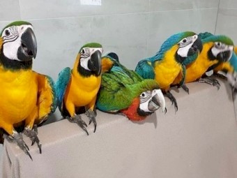 Blue and Gold Macaw parrots 