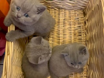 British shorthair kittens available and ready for their new home.