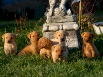 Labrador puppies ready for their new home.