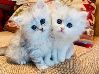 Persian kittens for adoption