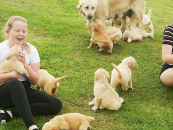 Golden Retriever for adoption