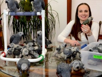 African Grey parrots for sale.