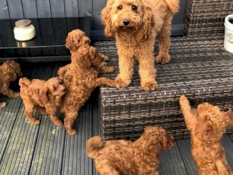 Cockapoo  puppies ready to go home