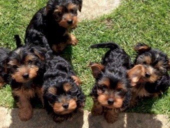 Yorkshire Terrier puppies for adoption.