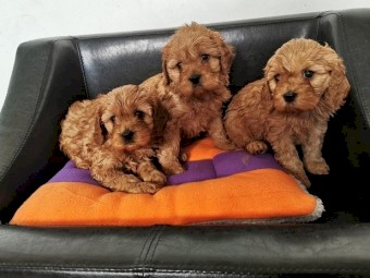 Cavapoo Puppies for sale.