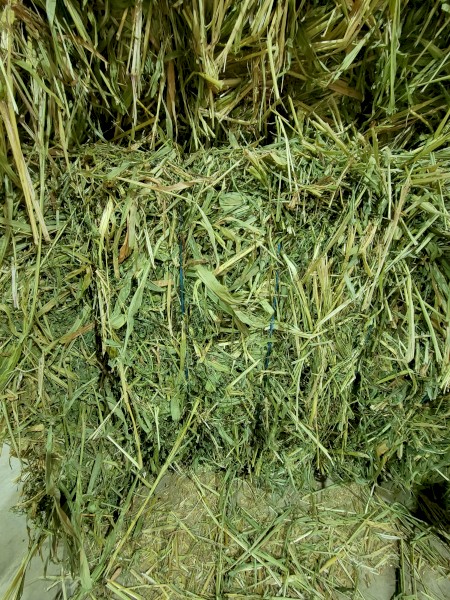 SSS sorghum/ Lucerne mix