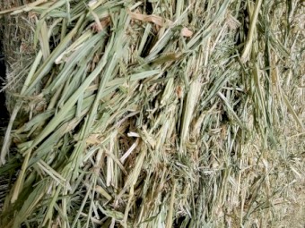 SSS sorghum/ Lucerne mix