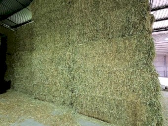 SSS sorghum/ Lucerne mix