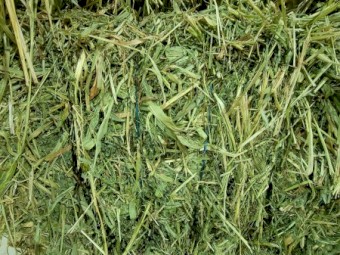 SSS sorghum/ Lucerne mix