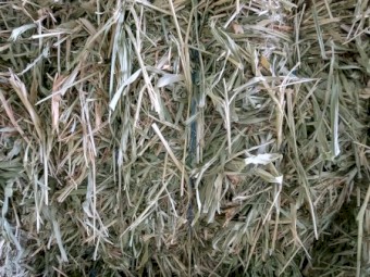 SSS sorghum/ Lucerne mix