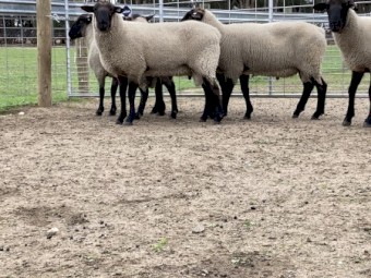Black Suffolk Rams