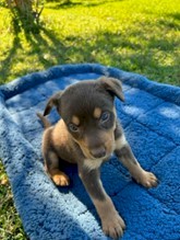 5 Male Kelpie pups looking for nice home