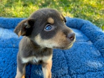 5 Male Kelpie pups looking for nice home
