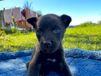 5 Male Kelpie pups looking for nice home