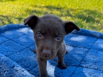 5 Male Kelpie pups looking for nice home