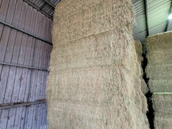 41mt Lucerne Hay 8x4x3 Bales