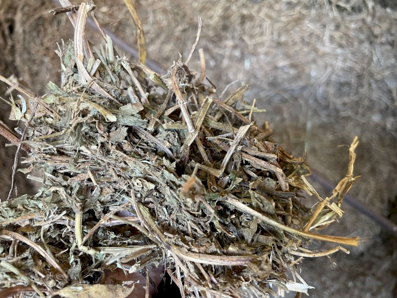 2020 Morava Vetch Hay