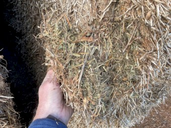 2020 Morava Vetch Hay