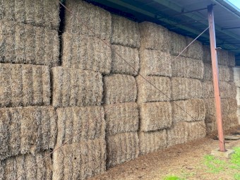 2020 Morava Vetch Hay