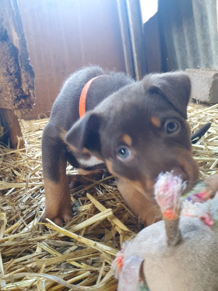 Kelpie puppies  5 males, 2 females  from good working parents. Rushworth Victoria