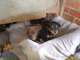 Kelpie puppies  5 males, 2 females  from good working parents. Rushworth Victoria