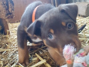 Kelpie puppies  5 males, 2 females  from good working parents. Rushworth Victoria
