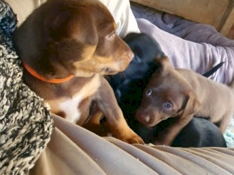 Kelpie puppies  5 males, 2 females  from good working parents. Rushworth Victoria