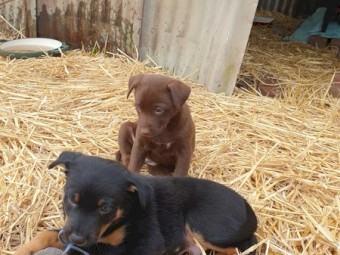 Kelpie puppies  5 males, 2 females  from good working parents. Rushworth Victoria