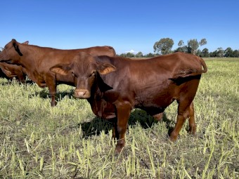 WANTED Cattle agistment/lease near Tatura Kyabram areas