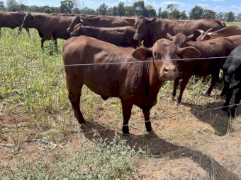 WANTED Cattle agistment/lease near Tatura Kyabram areas