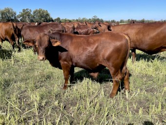 WANTED Cattle agistment/lease near Tatura Kyabram areas
