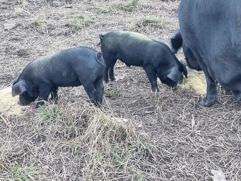 Biodynamic Heritage Australian Black Piglets 