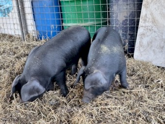 Biodynamic Heritage Australian Black Piglets 