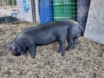 Biodynamic Heritage Australian Black Piglets 