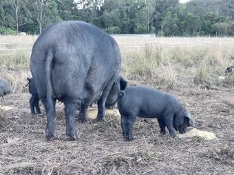 Biodynamic Heritage Australian Black Piglets 