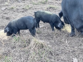Biodynamic Heritage Australian Black Piglets 