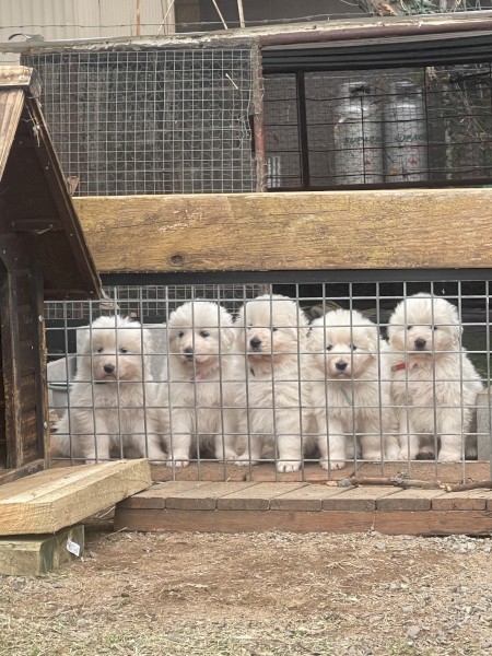Pure-bred Maremma Sheepdog Pups 